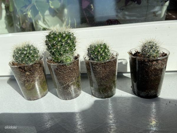 Kaktused (foto #8)