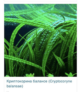 Аквариумное растение (2 фото из 2)