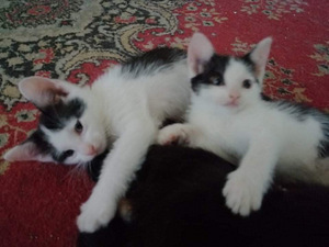 Домашнии котята (1 фото из 5)