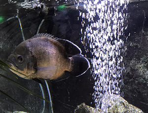 Astronotus ocellatus (1 фото из 2)