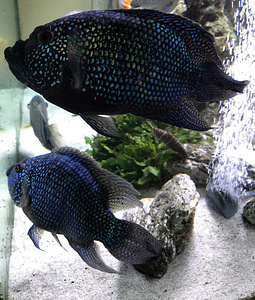 Rocio octofasciata (1 фото из 2)