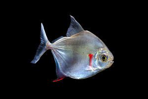 Metynnis argenteus (1 foto / 1)