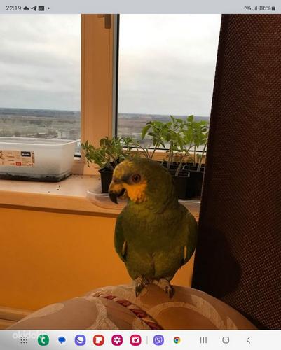 Papagoi (foto #1)