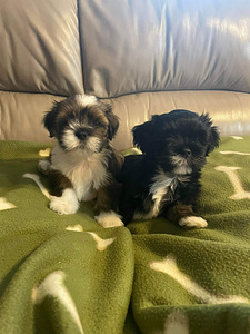 Lhasa apso (1 foto / 6)