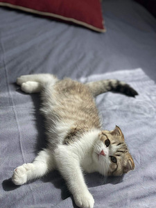 Scottish straight ja Scottish fold (5 foto / 6)