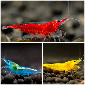 Krevettid Neocaridina