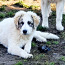 Щенки пиренейской горной собаки (фото #4)