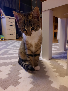 Ära anda 3 kuune kiisubeebi. (1 foto / 1)