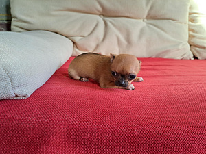 Chihuahua tüdruk (3 foto / 4)