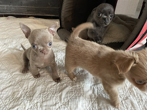 Chihuahua kutsikad (2 foto / 8)