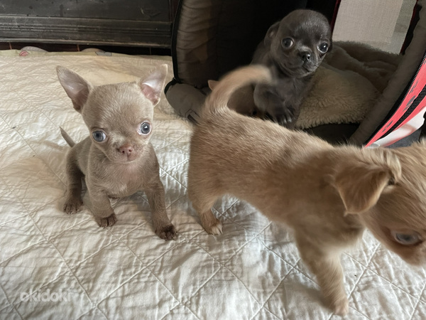 Chihuahua kutsikad (foto #3)