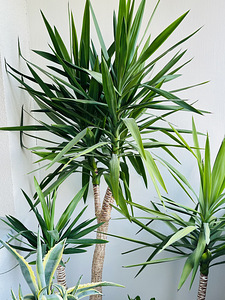 Юкка (yucca) (1 фото из 5)