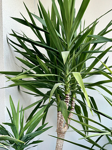 Юкка (yucca) (2 фото из 5)