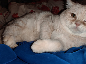 Котенок (3 фото из 6)