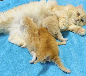 Scottish Straight/Scottish Fold. šotlased (5 foto / 5)