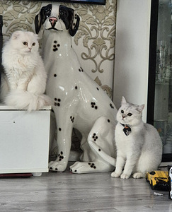 Scottish Fold Highland - Scottish Straight (6 foto / 7)