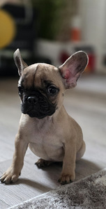 Prantsuse buldog (3 foto / 5)