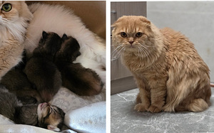Scottish Fold - Scottish Straight (5 foto / 5)
