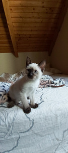 SIIAMI KASSIPOJAD (2 foto / 2)