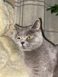 Шотландские котята (2 фото из 3)
