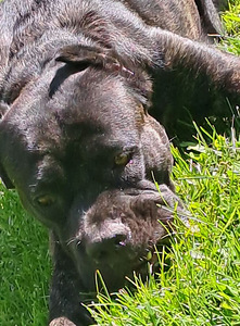 Cane Corso (3 foto / 5)