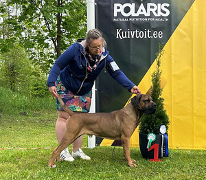 Cane Corso (5 foto / 5)