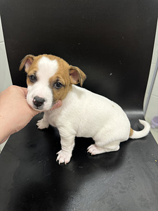Jackrussellinterrierin pennut / Jack Russel terrier (7 valokuva sivusta 10)