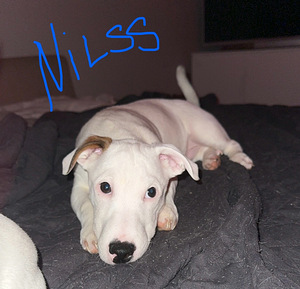 Jackrussellinterrierin pennut / Jack Russel terrier (1 valokuva sivusta 7)