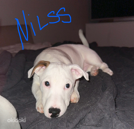 Jackrussellinterrierin pennut / Jack Russel terrier