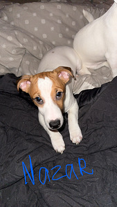 Jackrussellinterrierin pennut / Jack Russel terrier (4 valokuva sivusta 7)