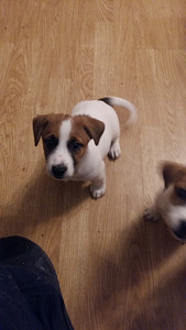 JACK RUSSELLI TERJERI KUTSIKAD (5 foto / 6)