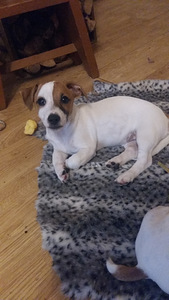 JACK RUSSELLI TERJERI KUTSIKAD (2 foto / 2)