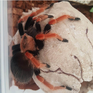 Tarantel mexican fireleg(Brachypelma boehmei) (1 foto / 1)