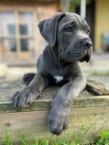 Cane corso kutsikas (2 foto / 9)