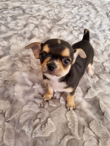 Chihuahua (2 foto / 3)