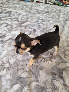 Chihuahua (3 foto / 3)