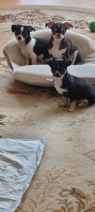 Chihuahua kutsikad (5 foto / 6)