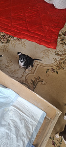 Chihuahua kutsikad (6 foto / 6)