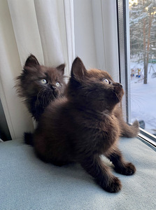 Väga ilusad kassipojad (1 foto / 6)
