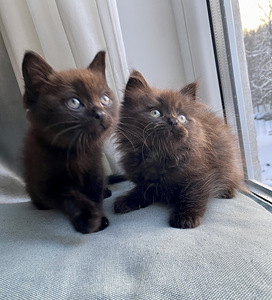 Väga ilusad kassipojad (6 foto / 6)