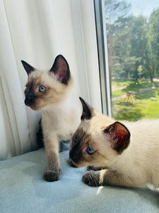 Väga ilusad Tai kassipojad (5 foto / 9)