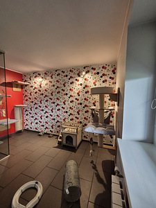 Lemmikloomade hotell - Pet Villa (5 foto / 10)