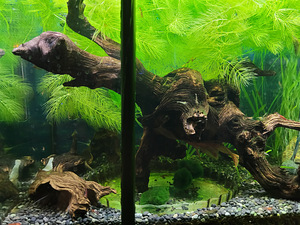 Akvaarium 125l. (3 foto / 9)