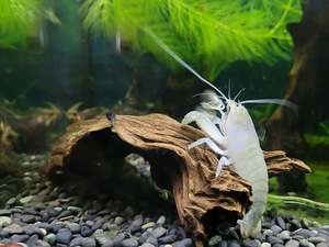Akvaarium 125l. (5 foto / 9)