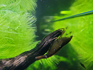 Akvaarium 125l. (7 foto / 9)