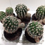 Kaktused (foto #2)