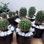 Kaktused (foto #4)