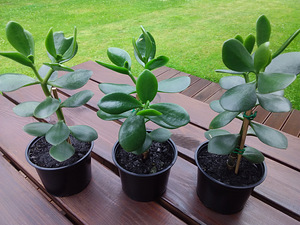 Aaloe, rahapuu, sansevieria, kaktused (6 foto / 9)