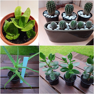 Aaloe, rahapuu, sansevieria, kaktused (1 foto / 9)