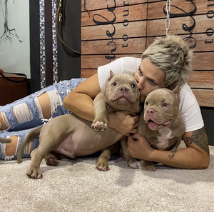 American Bully (1 foto / 9)